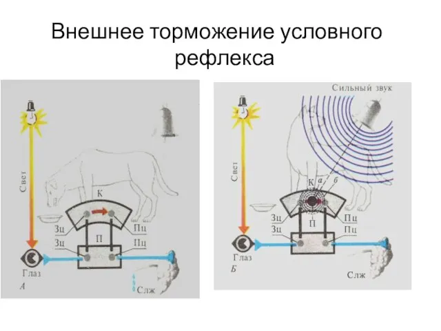 Внешнее торможение условного рефлекса