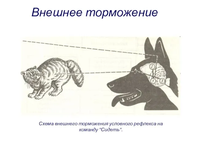 Схема внешнего торможения условного рефлекса на команду "Сидеть". Внешнее торможение