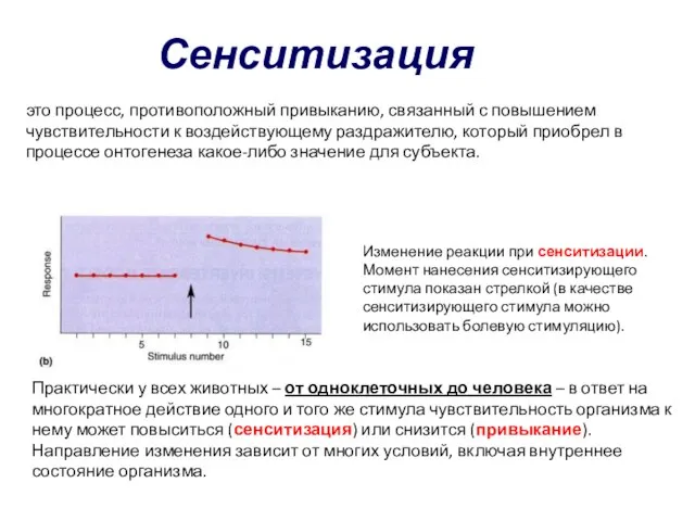 Изменение реакции при сенситизации. Момент нанесения сенситизирующего стимула показан стрелкой