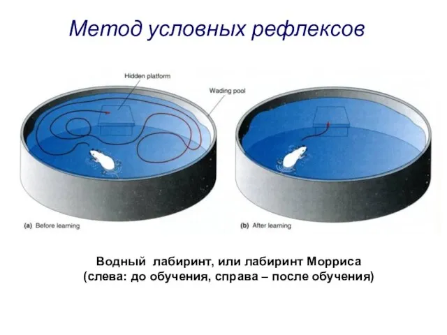 Водный лабиринт, или лабиринт Морриса (слева: до обучения, справа – после обучения) Метод условных рефлексов