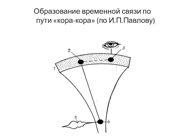 Образование временной связи по пути «кора-кора» (по И.П.Павлову)