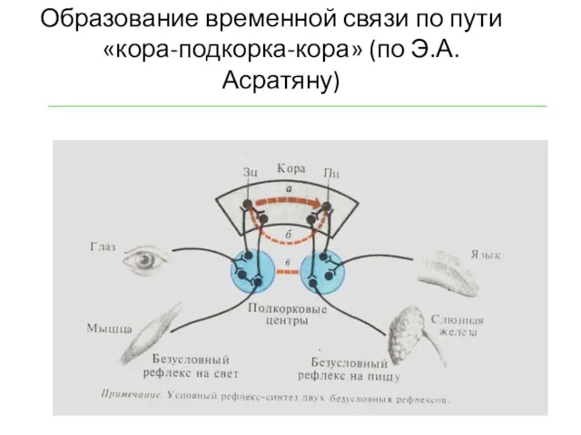 Образование временной связи по пути «кора-подкорка-кора» (по Э.А. Асратяну)