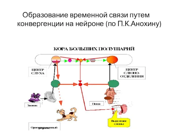 Образование временной связи путем конвергенции на нейроне (по П.К.Анохину)