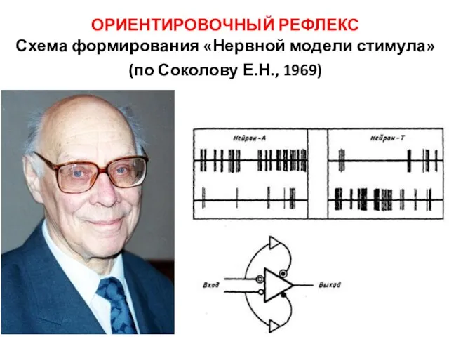 ОРИЕНТИРОВОЧНЫЙ РЕФЛЕКС Схема формирования «Нервной модели стимула» (по Соколову Е.Н., 1969)