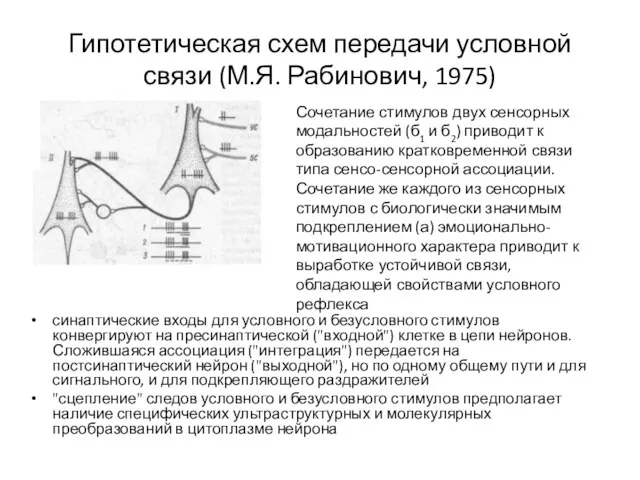 Гипотетическая схем передачи условной связи (М.Я. Рабинович, 1975) синаптические входы