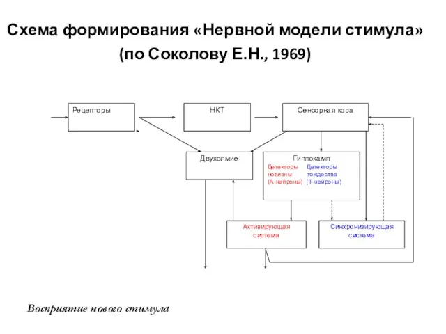 Схема формирования «Нервной модели стимула» (по Соколову Е.Н., 1969) Восприятие нового стимула