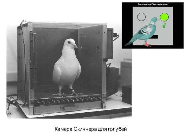 Камера Скиннера для голубей