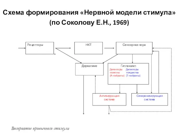 Схема формирования «Нервной модели стимула» (по Соколову Е.Н., 1969) Восприятие привычного стимула