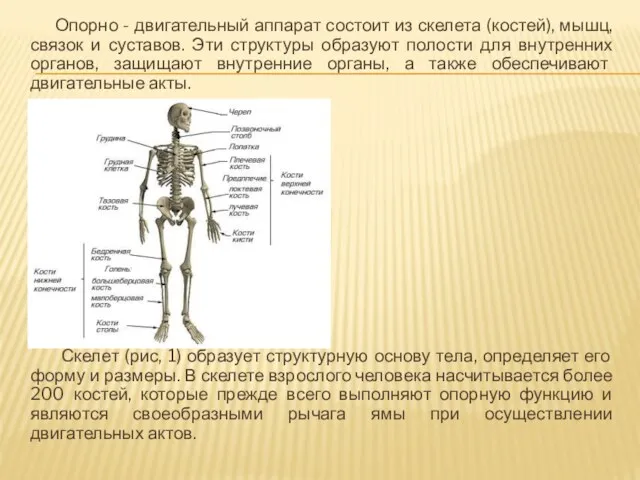 Опорно - двигательный аппарат состоит из скелета (костей), мышц, связок