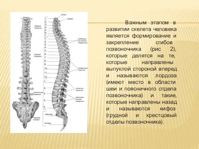 Важным этапом в развитии скелета человека является формирование и закрепление