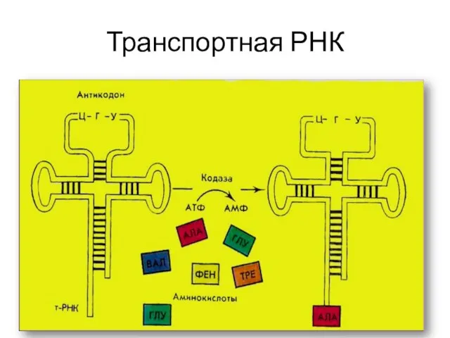 Транспортная РНК