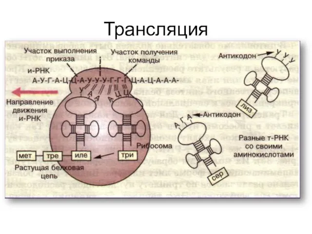 Трансляция