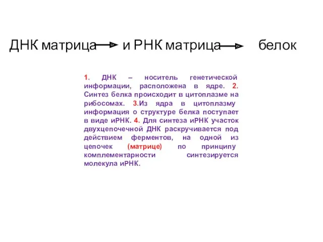 ДНК матрица и РНК матрица белок 1. ДНК – носитель генетической информации, расположена