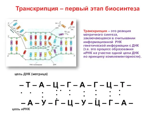 Транскрипция – первый этап биосинтеза – Т – А –