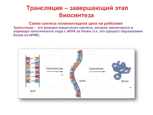 Трансляция – завершающий этап биосинтеза Схема синтеза полипептидной цепи на