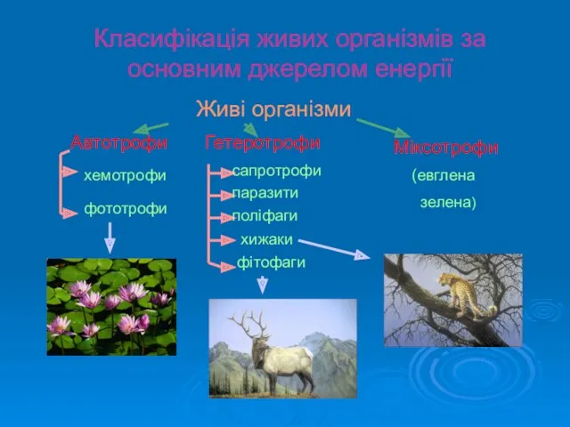 Класифікація живих організмів за основним джерелом енергії Живі організми Автотрофи