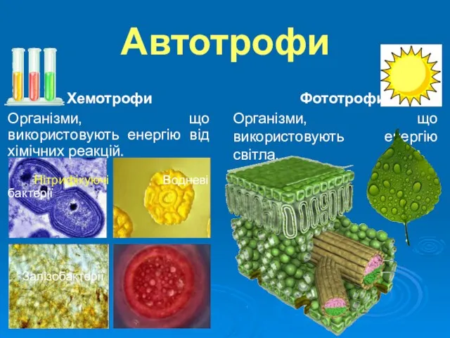 Автотрофи Хемотрофи Організми, що використовують енергію від хімічних реакцій. Нітрифікуючі Водневі бактерії Залізобактерії