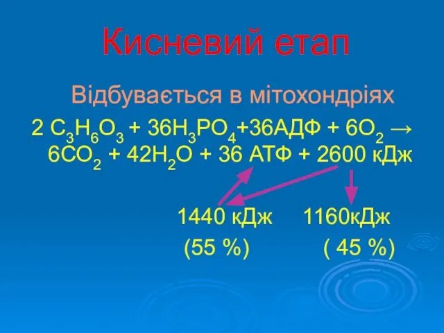 Кисневий етап Відбувається в мітохондріях 2 С3Н6О3 + 36Н3РО4+36АДФ + 6О2 → 6СО2