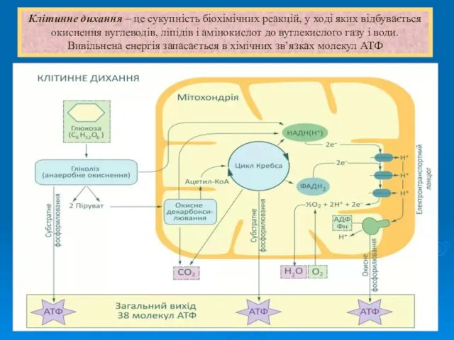 Клітинне дихання – це сукупність біохімічних реакцій, у ході яких