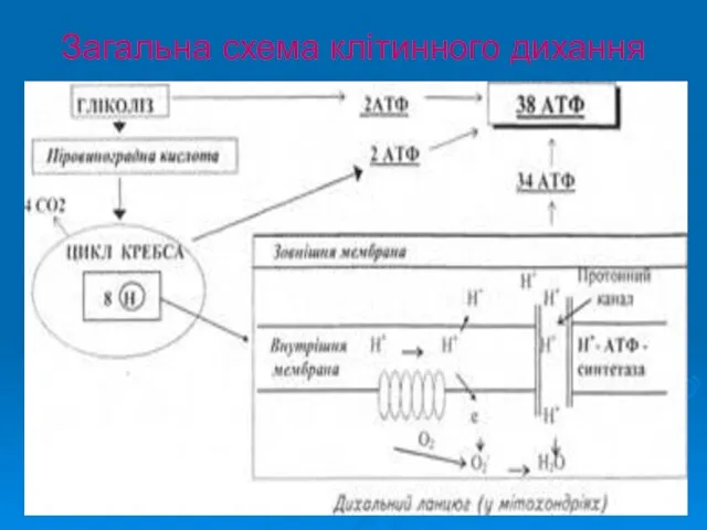 Загальна схема клітинного дихання