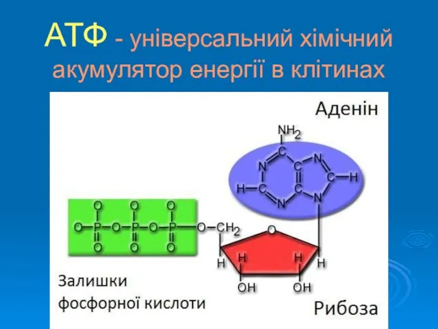 АТФ - універсальний хімічний акумулятор енергії в клітинах