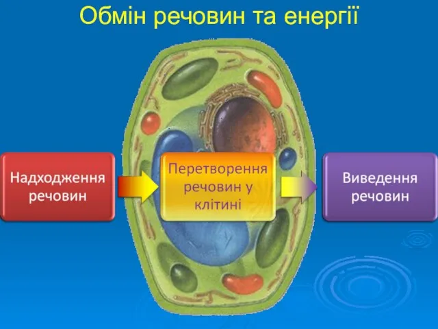 Обмін речовин та енергії