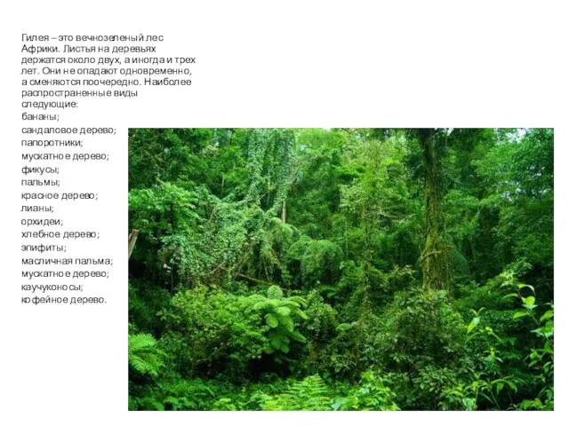 Гилея – это вечнозеленый лес Африки. Листья на деревьях держатся