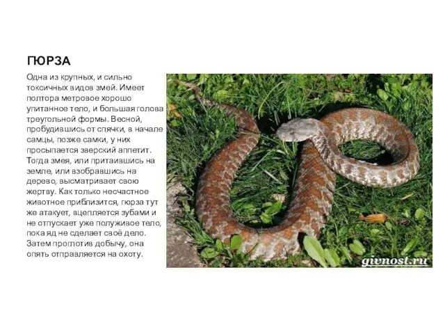ГЮРЗА Одна из крупных, и сильно токсичных видов змей. Имеет полтора метровое хорошо