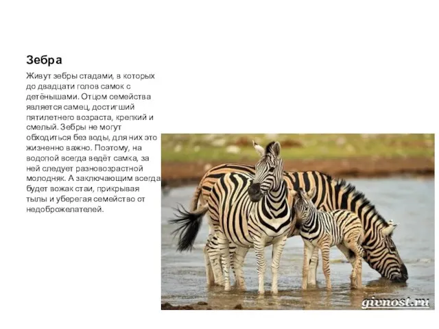 Зебра Живут зебры стадами, в которых до двадцати голов самок с детёнышами. Отцом