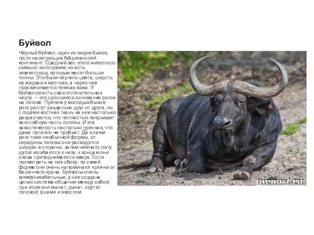 Буйвол Чёрный буйвол, один из видов быков, густо населяющих Африканский