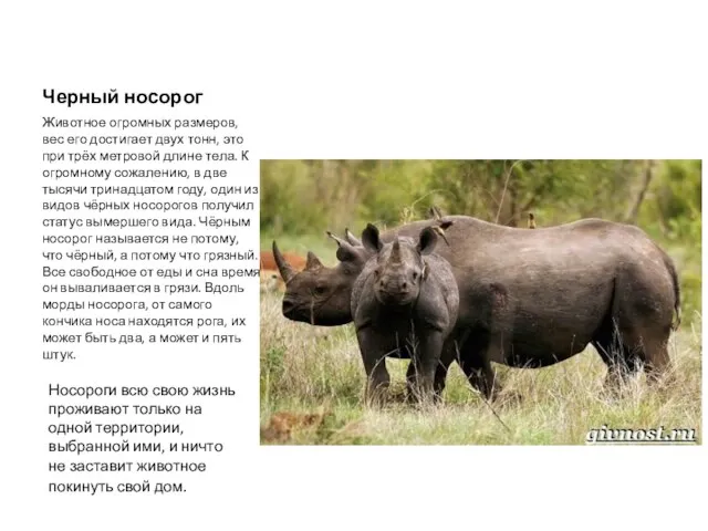 Черный носорог Животное огромных размеров, вес его достигает двух тонн, это при трёх