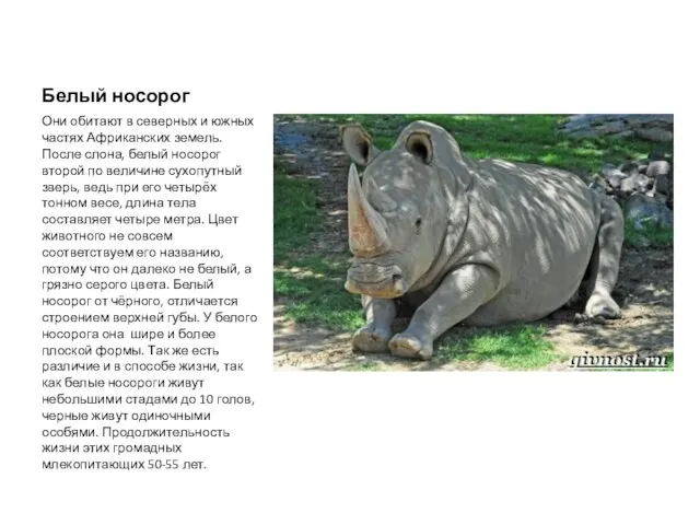Белый носорог Они обитают в северных и южных частях Африканских