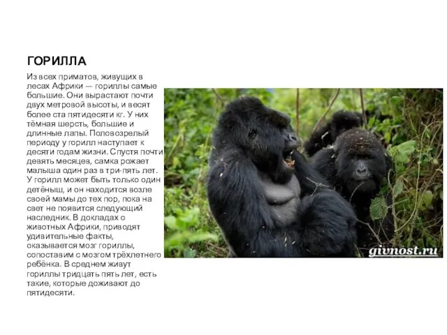 ГОРИЛЛА Из всех приматов, живущих в лесах Африки — гориллы