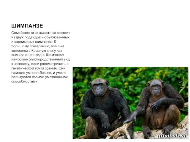 ШИМПАНЗЕ Семейство этих животных состоит из двух подвидов – обыкновенных и карликовых шимпанзе.