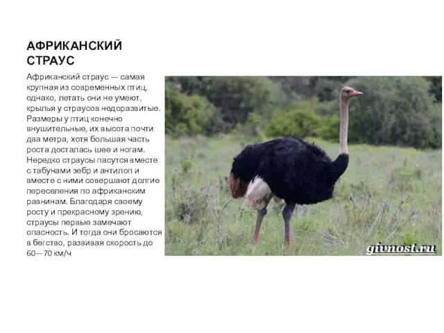 АФРИКАНСКИЙ СТРАУС Африканский страус — самая крупная из современных птиц, однако, летать они