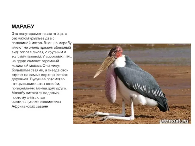 МАРАБУ Это полутораметровая птица, с размахом крыльев два с половиной метра. Внешне марабу