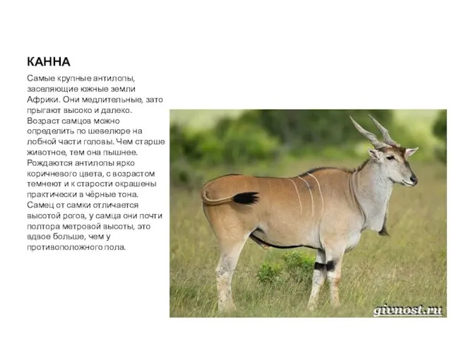КАННА Самые крупные антилопы, заселяющие южные земли Африки. Они медлительные,