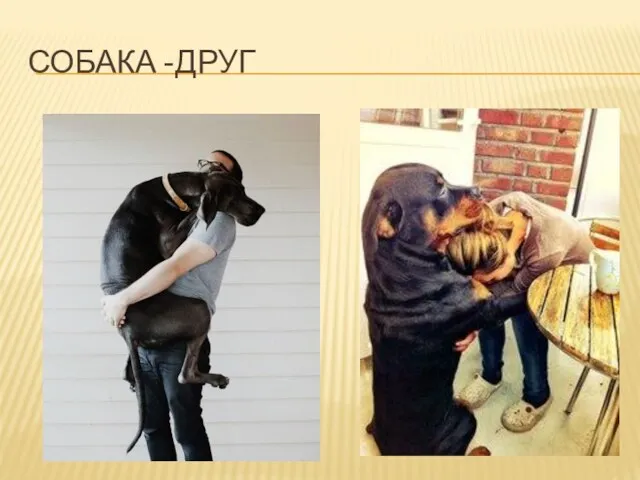 СОБАКА -ДРУГ