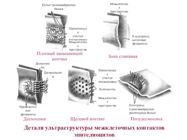 Плотный замыкающий контакт Зона слипания Десмосома Щелевой контакт Полудесмосома Детали