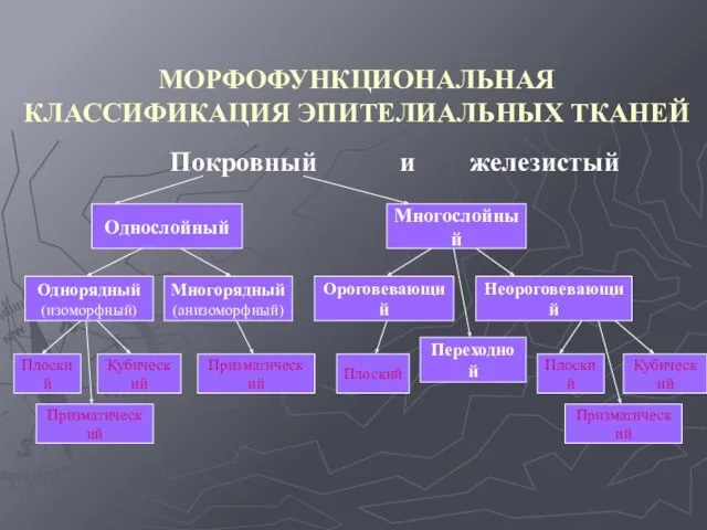 МОРФОФУНКЦИОНАЛЬНАЯ КЛАССИФИКАЦИЯ ЭПИТЕЛИАЛЬНЫХ ТКАНЕЙ Покровный и железистый Плоский Однослойный Многослойный