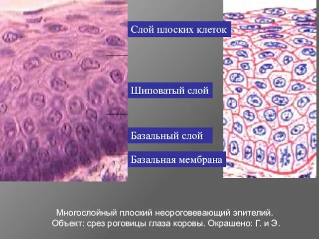 Многослойный плоский неороговевающий эпителий. Объект: срез роговицы глаза коровы. Окрашено: Г. и Э. Базальная мембрана