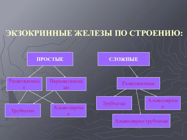 ЭКЗОКРИННЫЕ ЖЕЛЕЗЫ ПО СТРОЕНИЮ: ПРОСТЫЕ СЛОЖНЫЕ Разветвленные Неразветвленные Разветвленные Трубчатые Альвеолярные Трубчатые Альвеолярные Альвеолярно-трубчатые