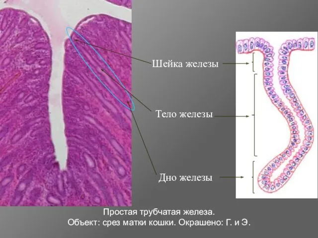Простая трубчатая железа. Объект: срез матки кошки. Окрашено: Г. и Э.