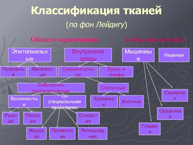 Классификация тканей (по фон Лейдигу) Общего назначения Спец. назначения Эпителиальные