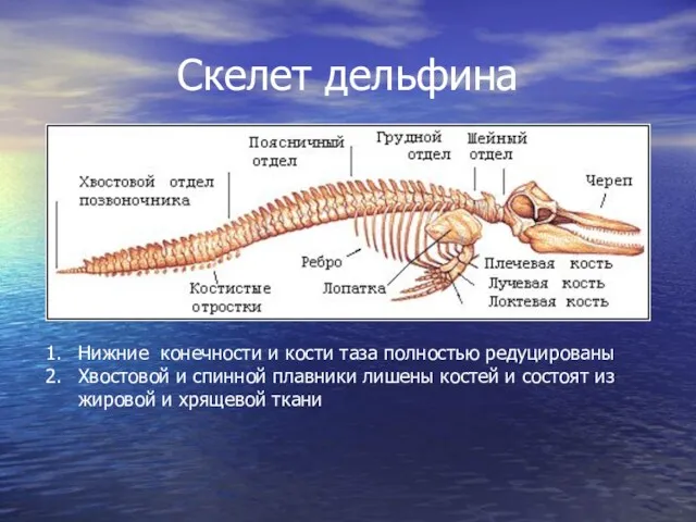 Скелет дельфина Нижние конечности и кости таза полностью редуцированы Хвостовой