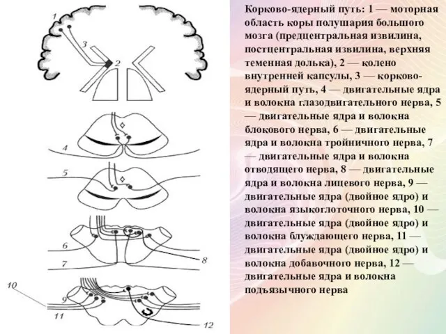 Корково-ядерный путь: 1 — моторная область коры полушария большого мозга