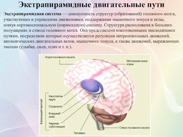 Экстрапирамидные двигательные пути Экстрапирамидная система — совокупность структур (образований) головного мозга, участвующих в