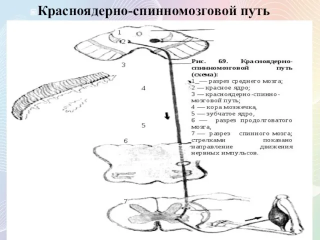 Красноядерно-спинномозговой путь