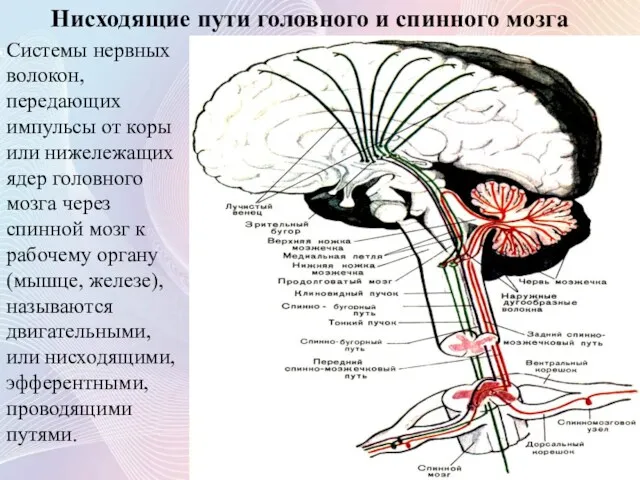 Нисходящие пути головного и спинного мозга Системы нервных волокон, передающих