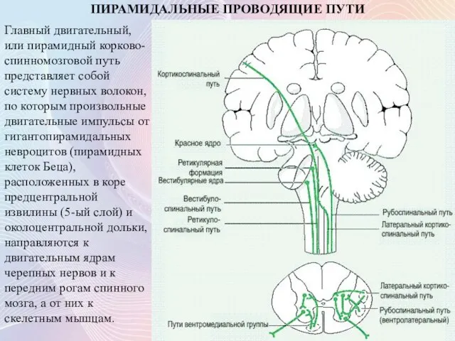 Главный двигательный, или пирамидный корково-спинномозговой путь представляет собой систему нервных волокон, по которым